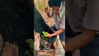 I helped these Parrots from being eaten