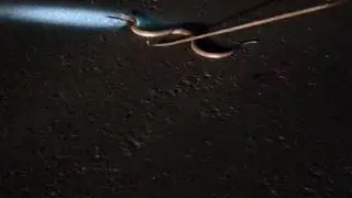 Cobra on the highway near bagdogra