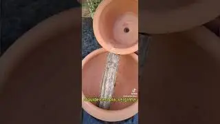 Cascata com Micro Orquídeas