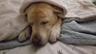 Labrador winter warm wrap