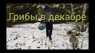 Сбор грибов в декабре в Беларуси