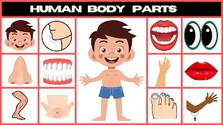 Learn About the Human Body: Fun and Easy for Kids!