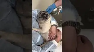 Промывка больного уха нашего мопсика