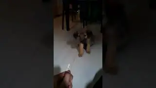 Cute 2 month German shepard puppy