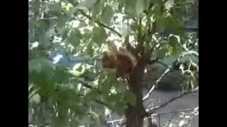 Белочка во дворе