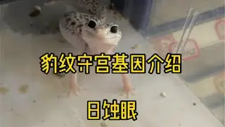 豹纹守宫基因介绍——日蚀眼