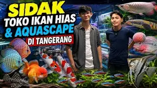SURGANYA PECINTA IKAN HIAS & AQUASCAPE | SEMUA SERBA ADA DI DRAQUATIC