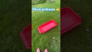 Päivä pulkassa 👍 #shorts #kötkylä #huumori #monkeysspinningmonkeys