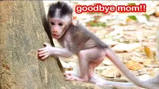 sO BRAVE NEWBORN BABY JODY no fear LEAVE MOM CLIMB TREE,JANE TIRED NO CONTROL JODY FREE