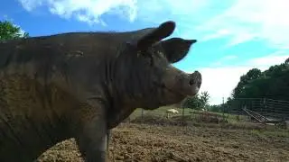 The Pig Preserve a sanctuary for all types of pigs by Douglas Thron