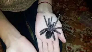 Пурпурия ^^ Красавица ^^