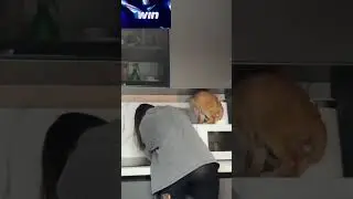 СПАЛИЛА ТРУСИКИ ПРЯМО НА СТРИМЕ🥵 | Генсуха