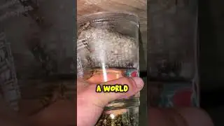 What Does Gasoline Do To Wasps? 