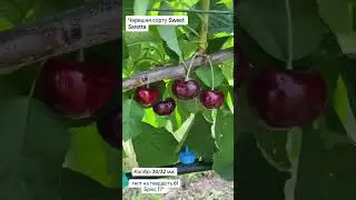 Питомник Маценко