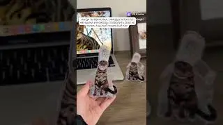 Почему бы и да #котики