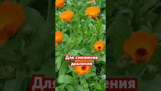 #календула #здоровье #медицина #жизнь #природа #краснодар #красота #весна #цветы #