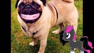 La Recensionista-Pony presenta: fantasmi e cani parlanti...