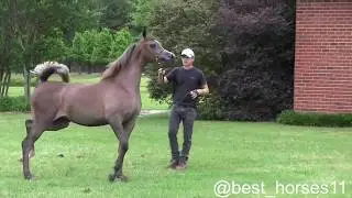 What a beauty, different fillies but same origion of beauty.  The secret is Exxalt.