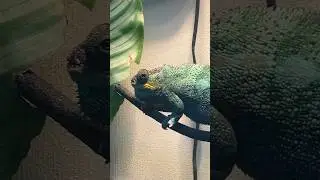 He’s so cute I just wanna 🤏🥺 #chameleon #cute #reptiles