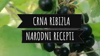 Ribizla protiv alergija