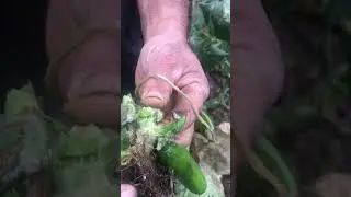Sezon bitti, bitkinin içi tertemiz 