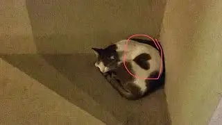 В Дубае бездомная кошка с сердечком на шерсти просила не еды, а ласки