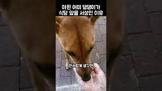 "도대체 무슨 일이야?".. 야윈 어미 개가 식당 앞에서 서성인 이유