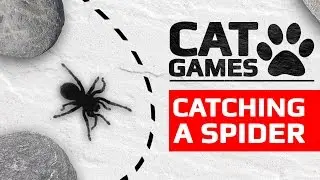 CAT GAMES - 🕸️ CATCHING A SPIDER (ENTERTAINMENT VIDEOS FOR CATS TO WATCH)