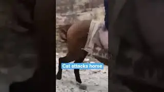 Cat attacks horse
