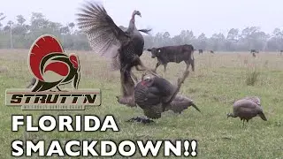 Rainy Day Osceola | Grand Slam Pursuit