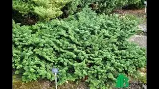 #Пихта2 #Abies2 #Хвойніе растения33 #Conifers33 Декоративные растения