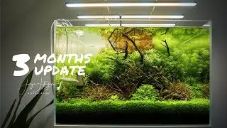 90 Days Amazing Plant Growth Update on Florian's Scape + unboxing Uniq FS by AquaGrow & AquaOwner