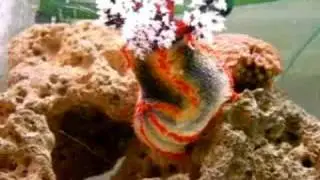 Marine Tank with a Sea Apple feeding