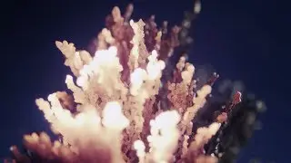 Confluence | A Short Film Using Macro and Microscopes Shot in 4K | Shot on RED