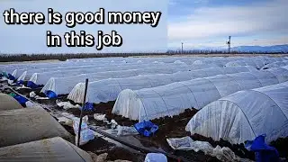 Planting cucumbers in mini greenhouses, there is a lot of money in this business