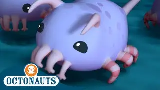 ‪@Octonauts‬
