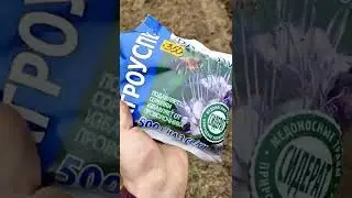 фацелия
