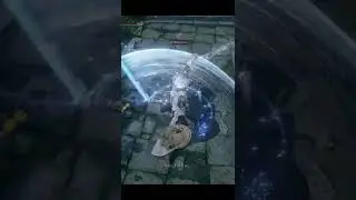 What Happen If You Kill Gostoc The Gatekeeper? | Elden Ring