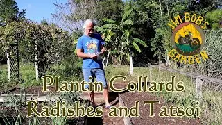 Plantin Collards Radishes and Tatsoi