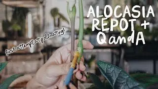 repotting a few of my alocasia + answering your alocasia questions! also first try at pollinating 🫣