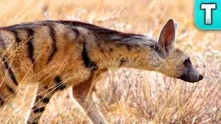 Aardwolf | World Weirdest Animals