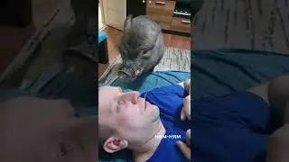 Хрюндель просит ням-ням