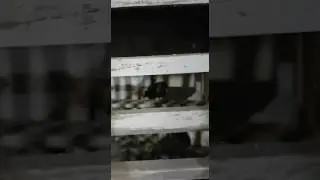 Erzurum Kumrusu Pala Recep