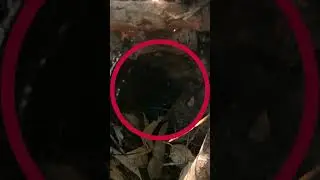 CAPTAN en CÁMARA un DUENDE MACHO | Laguna Negra