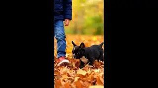 Puppy Love Is in the Air This Autumn at Petland 🍁🐶