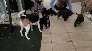 German Shepherd puppies gang up on playful doggy