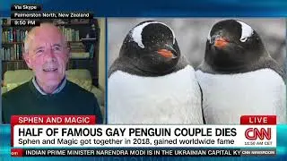 R.I.P.: Sphen, Half of Gay Penguin Couple Dies