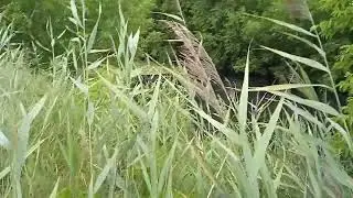 Вдоль Казанки Камаево Чепчуги вело  20240726 162112