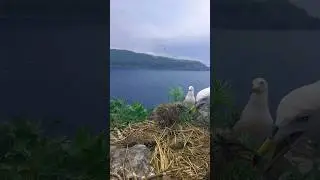 Птичий базар🐥