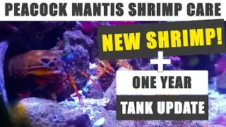Peacock Mantis Shrimp Care: Tank Update, Big News!